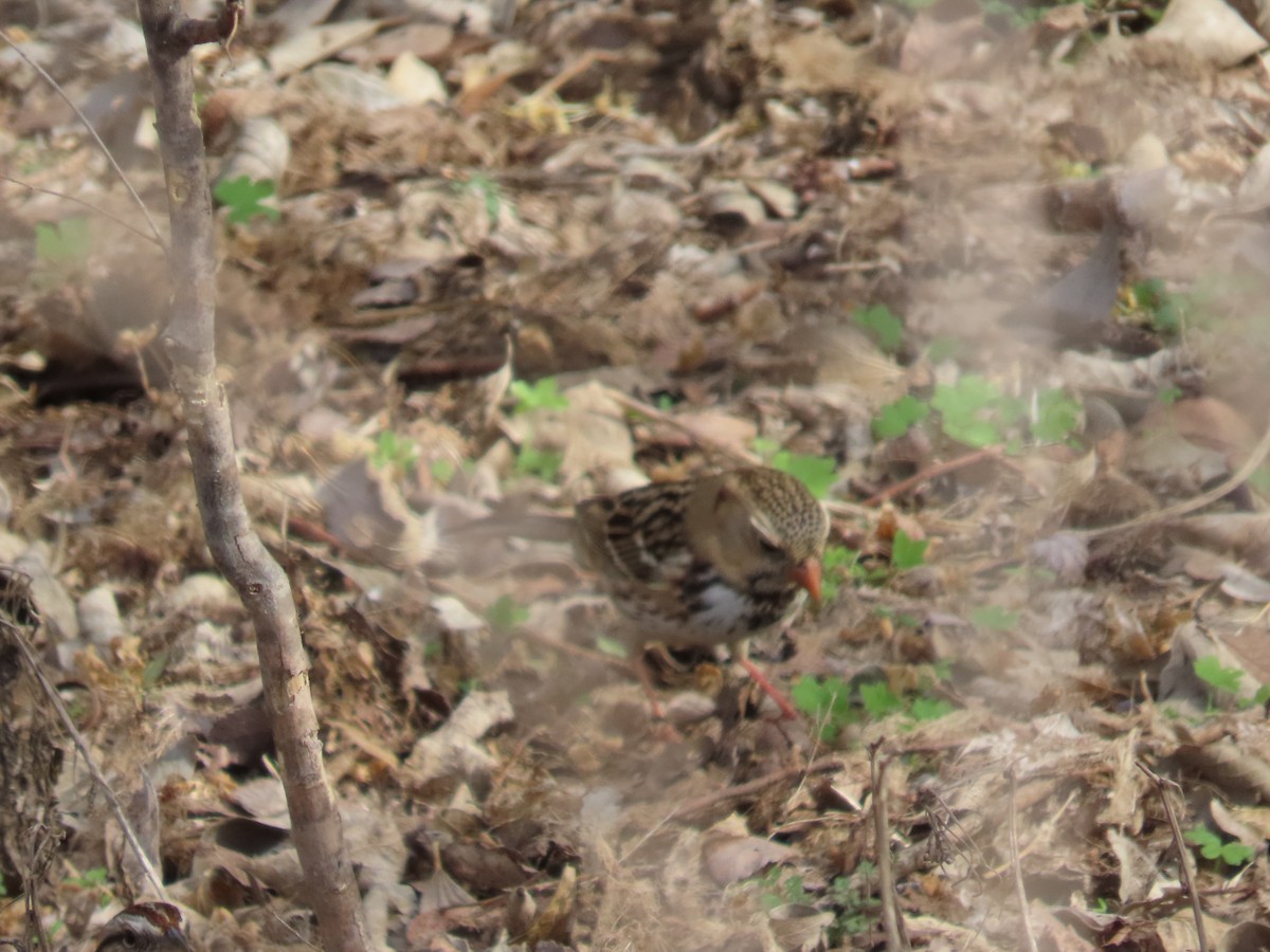 Harris's Sparrow - ML525222141