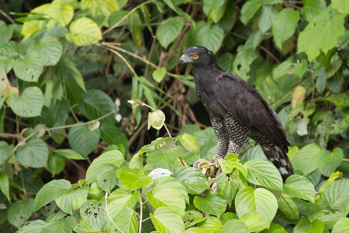 Black Hawk-Eagle - Darren Clark