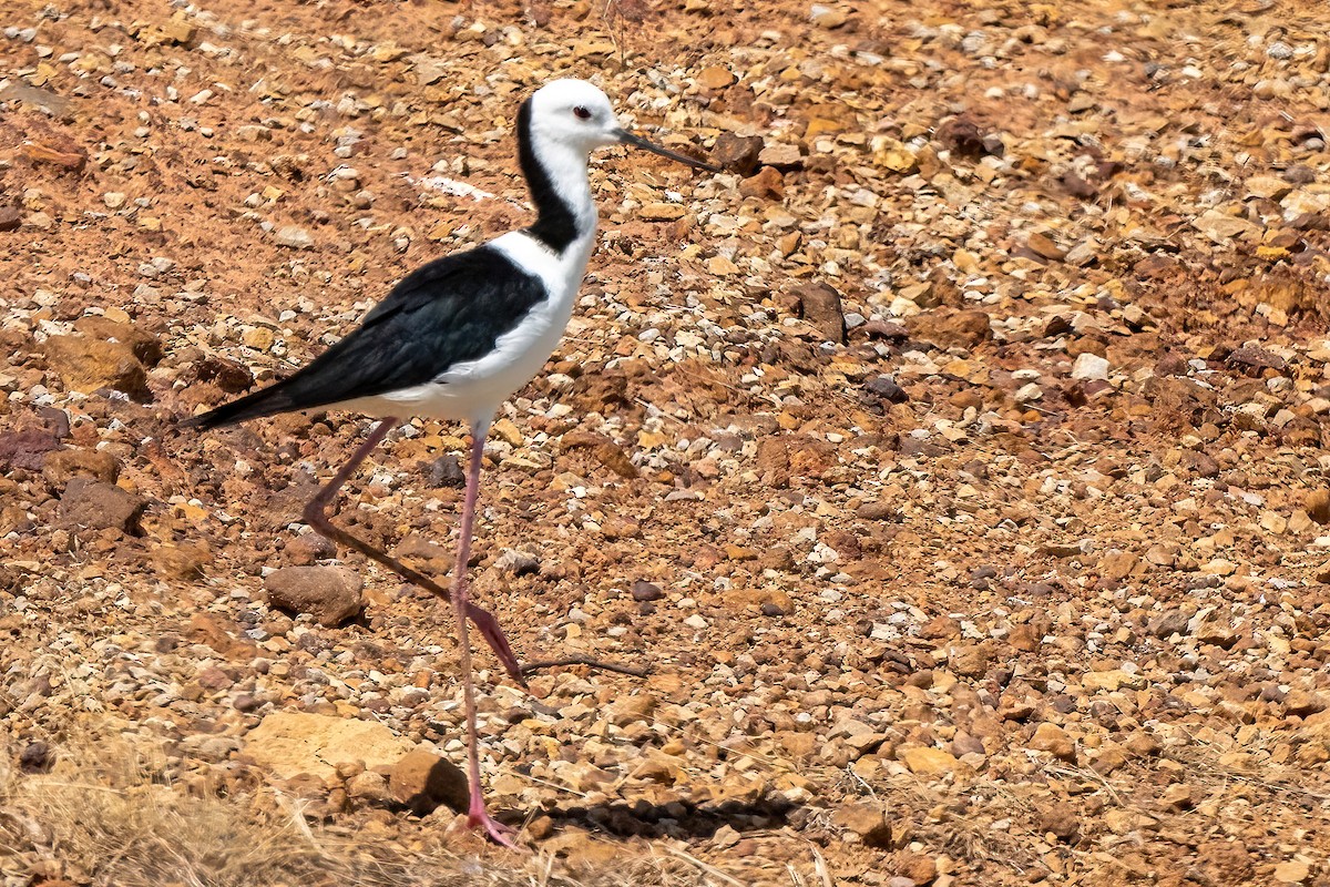 Pied Stilt - ML525224211