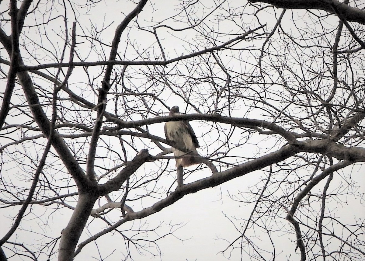 Red-tailed Hawk - ML525224671