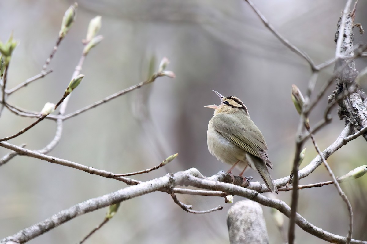 Worm-eating Warbler - David Lang