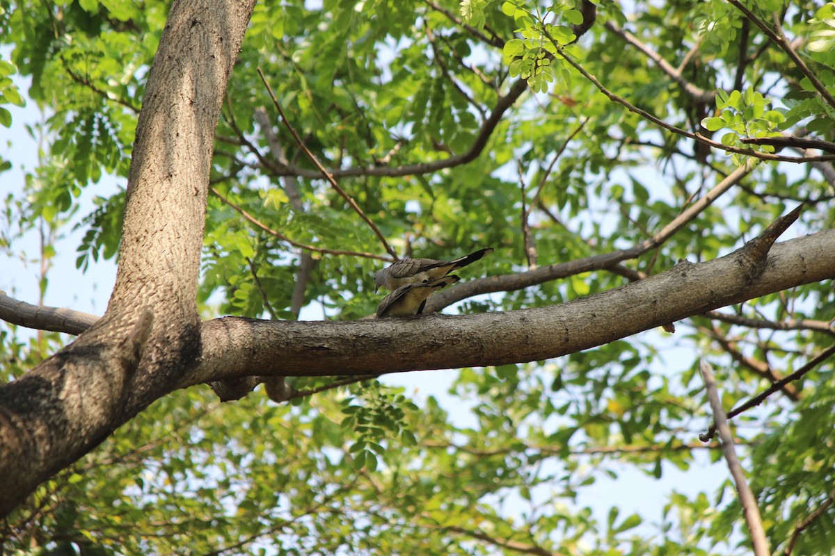 Zebra Dove - ML525225991