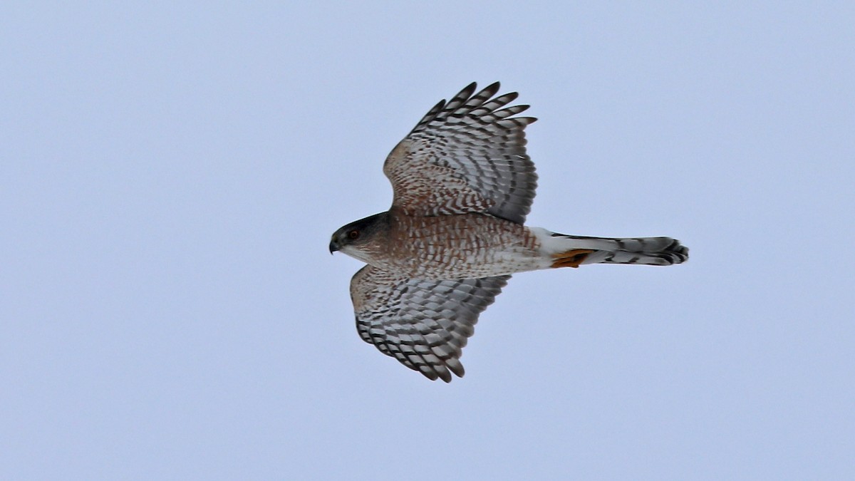 Cooper's Hawk - ML52522601