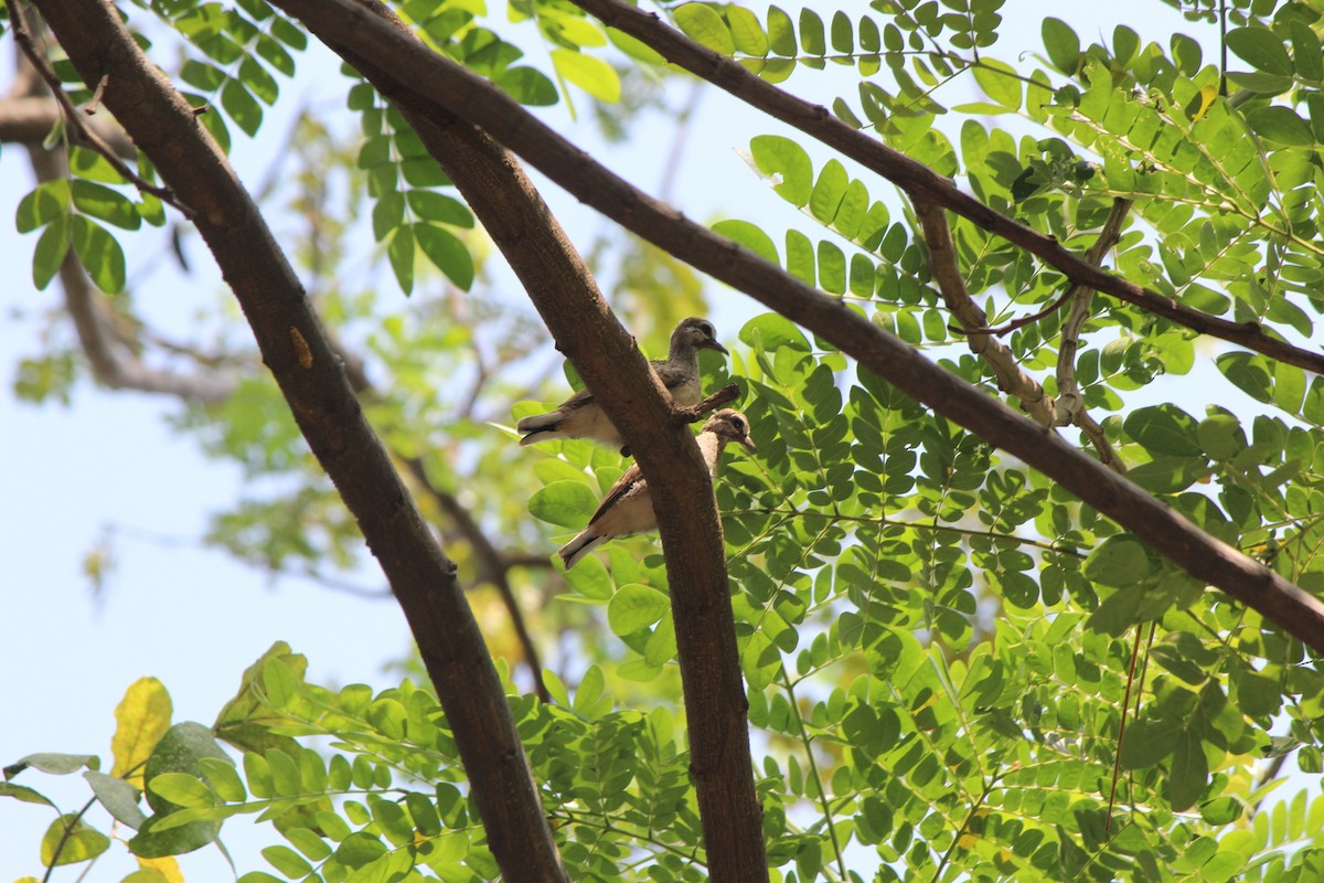 Zebra Dove - ML525226051