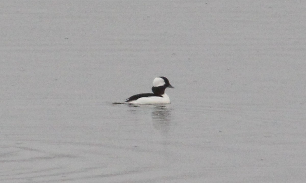 Bufflehead - David Lusignan