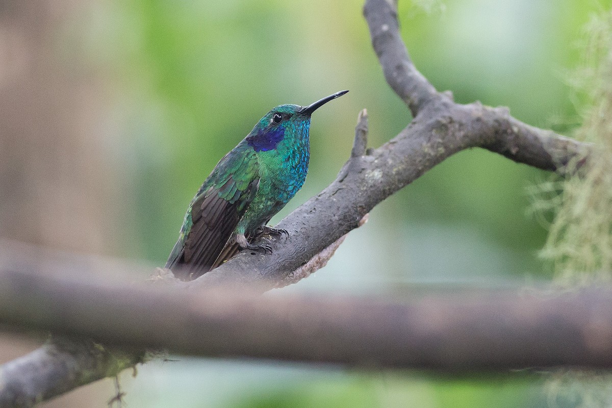 kolibřík modrouchý - ML52522681