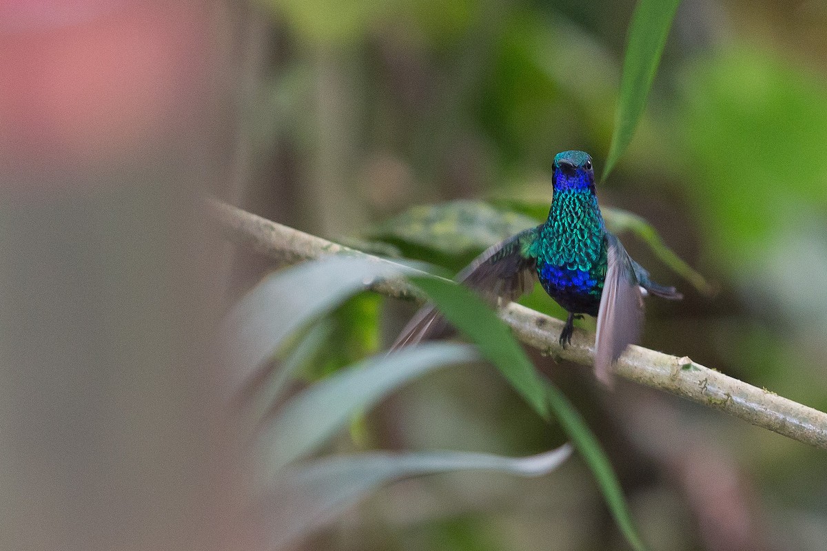 fiolørekolibri - ML52522711