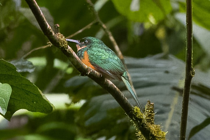 Rufous-tailed Jacamar - Arthur Quinlan