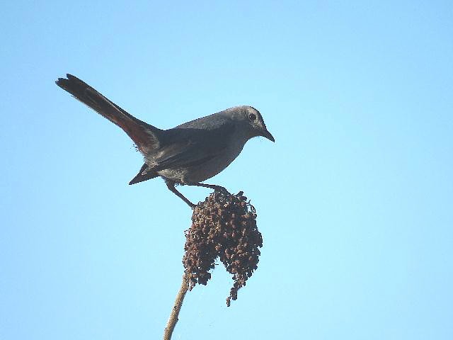 Gray Catbird - Roy E. Peterson