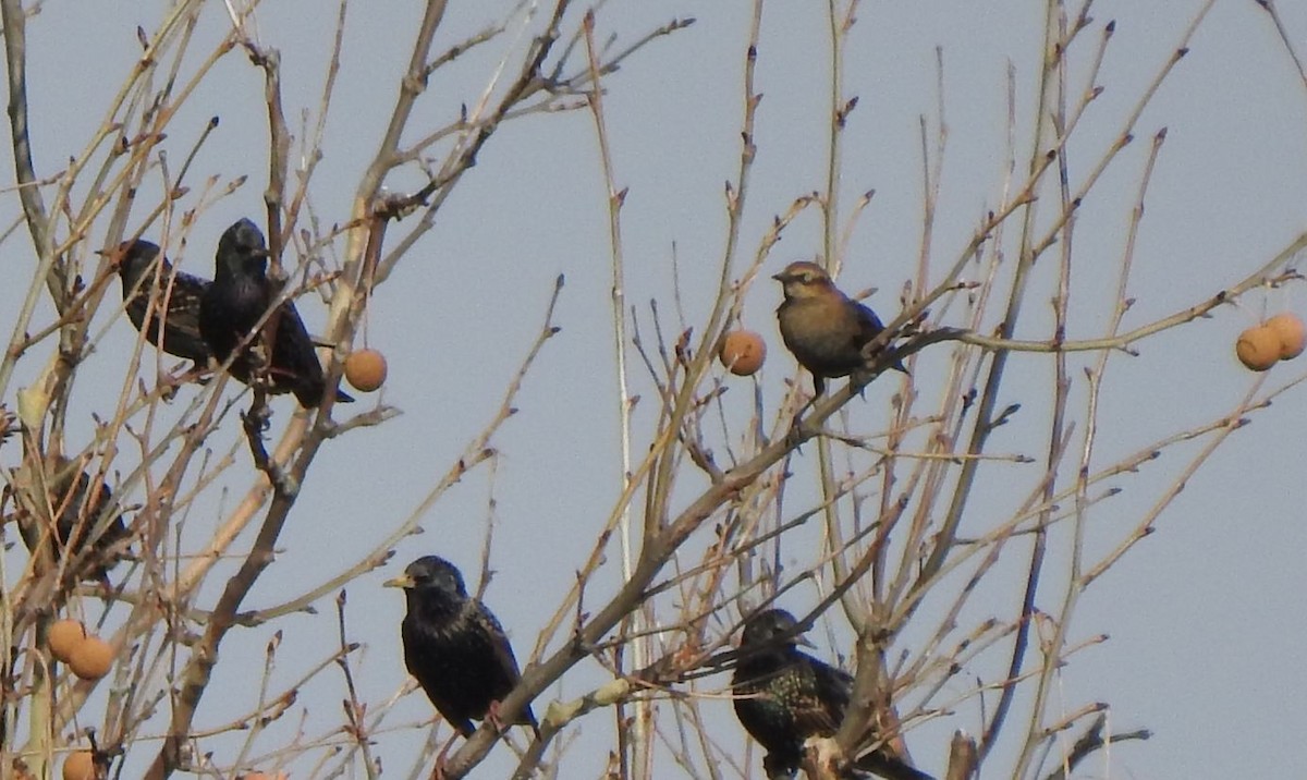 Rusty Blackbird - ML525227461