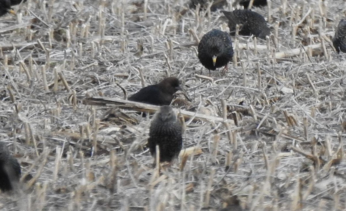 Brown-headed Cowbird - ML525227491