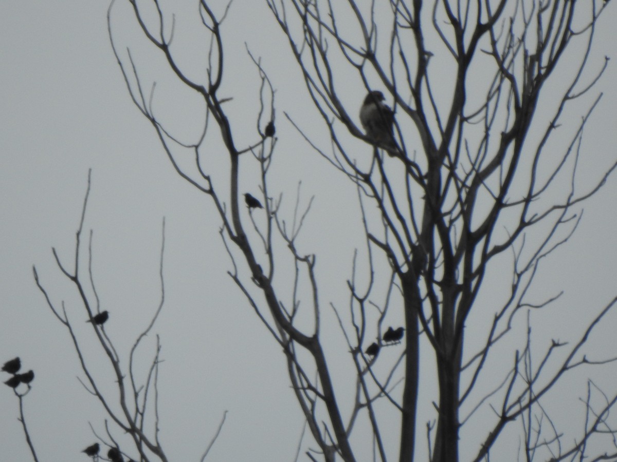 Red-tailed Hawk - ML525227831
