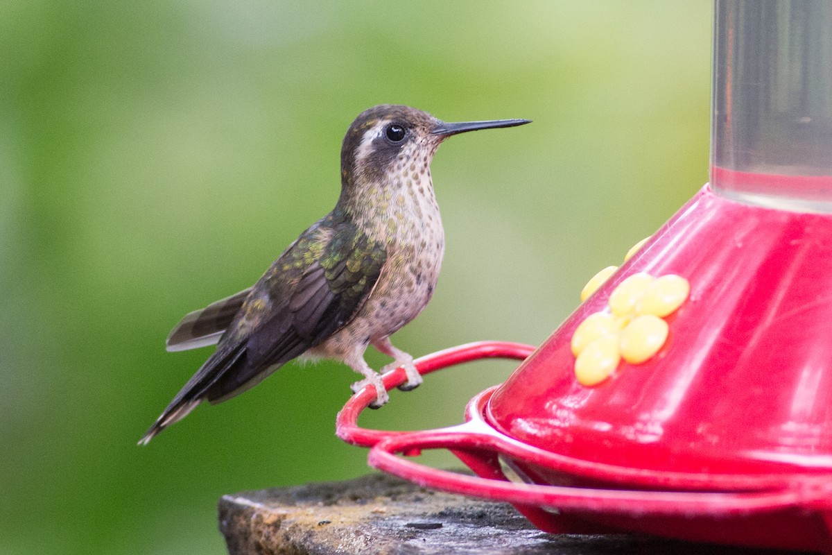 Colibri moucheté - ML52522821