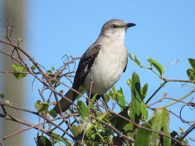 Northern Mockingbird - ML52522831