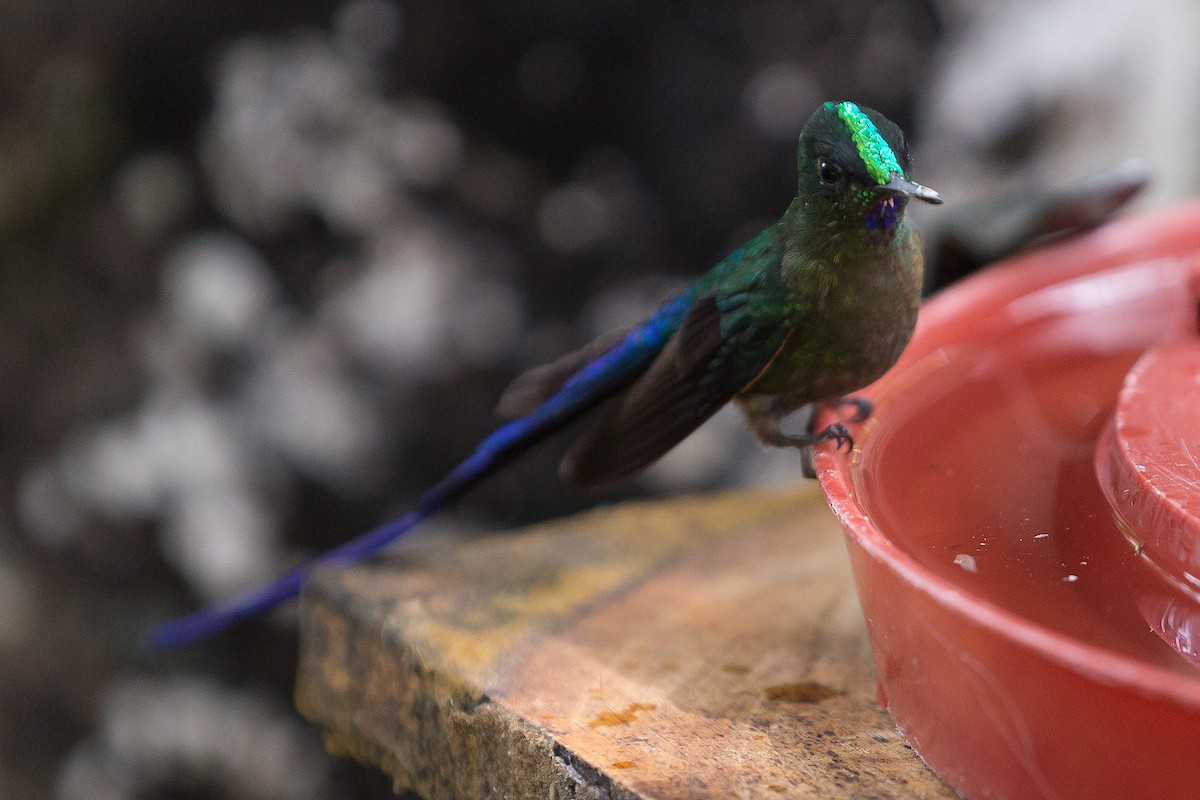 Violet-tailed Sylph - ML52522841