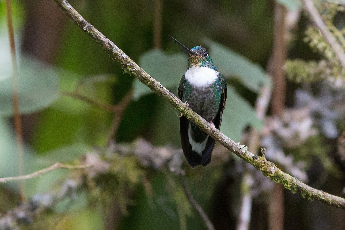 Collared Inca - ML52522861