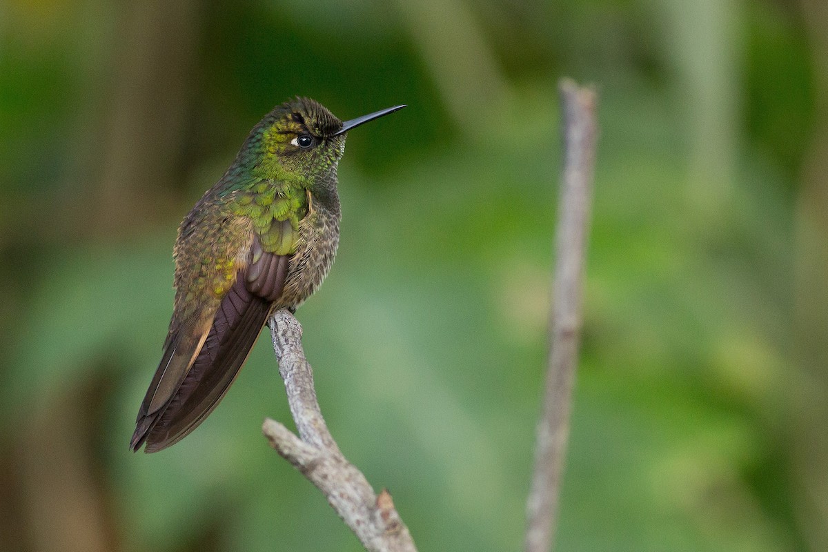Buff-tailed Coronet - Darren Clark