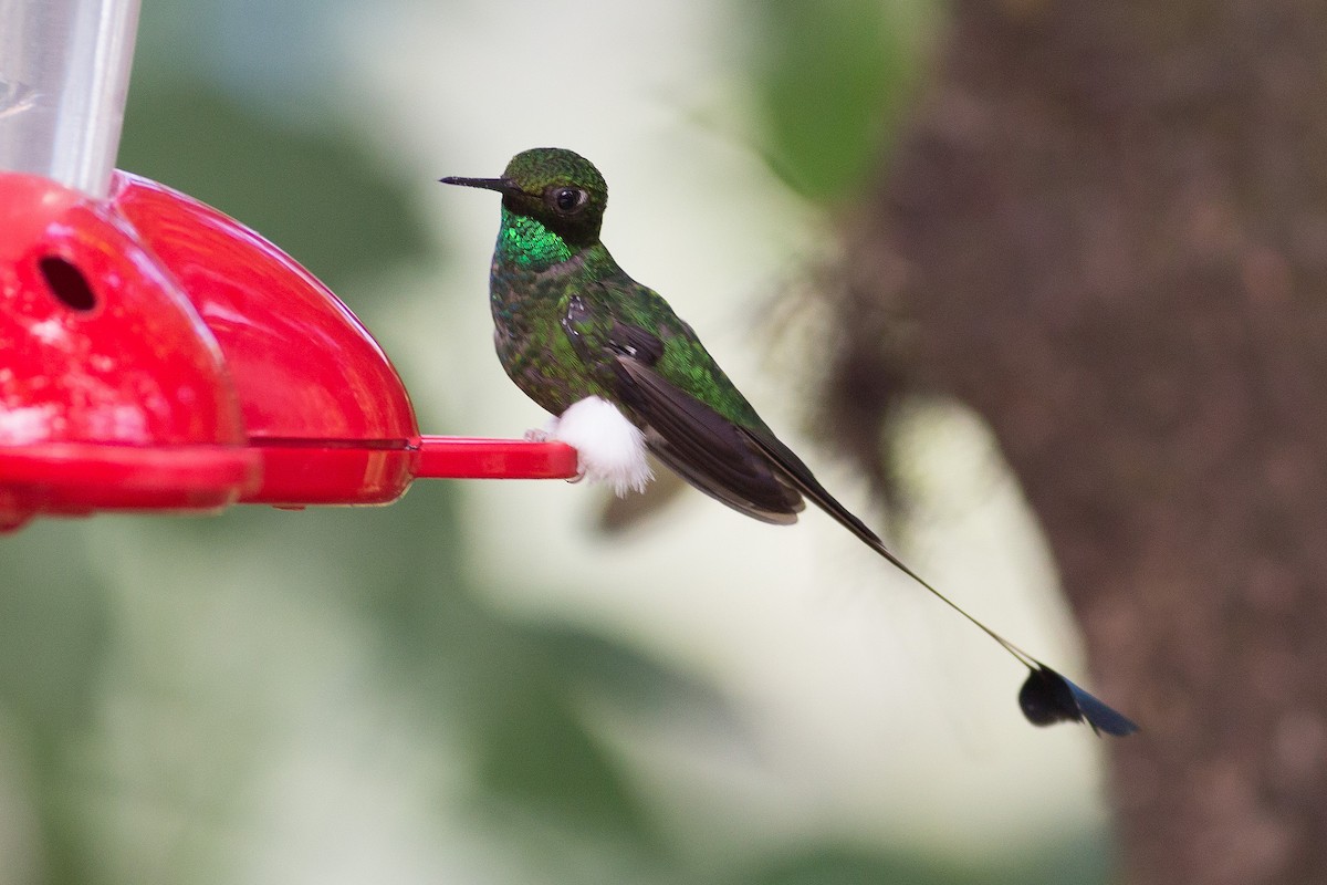 White-booted Racket-tail - ML52522921