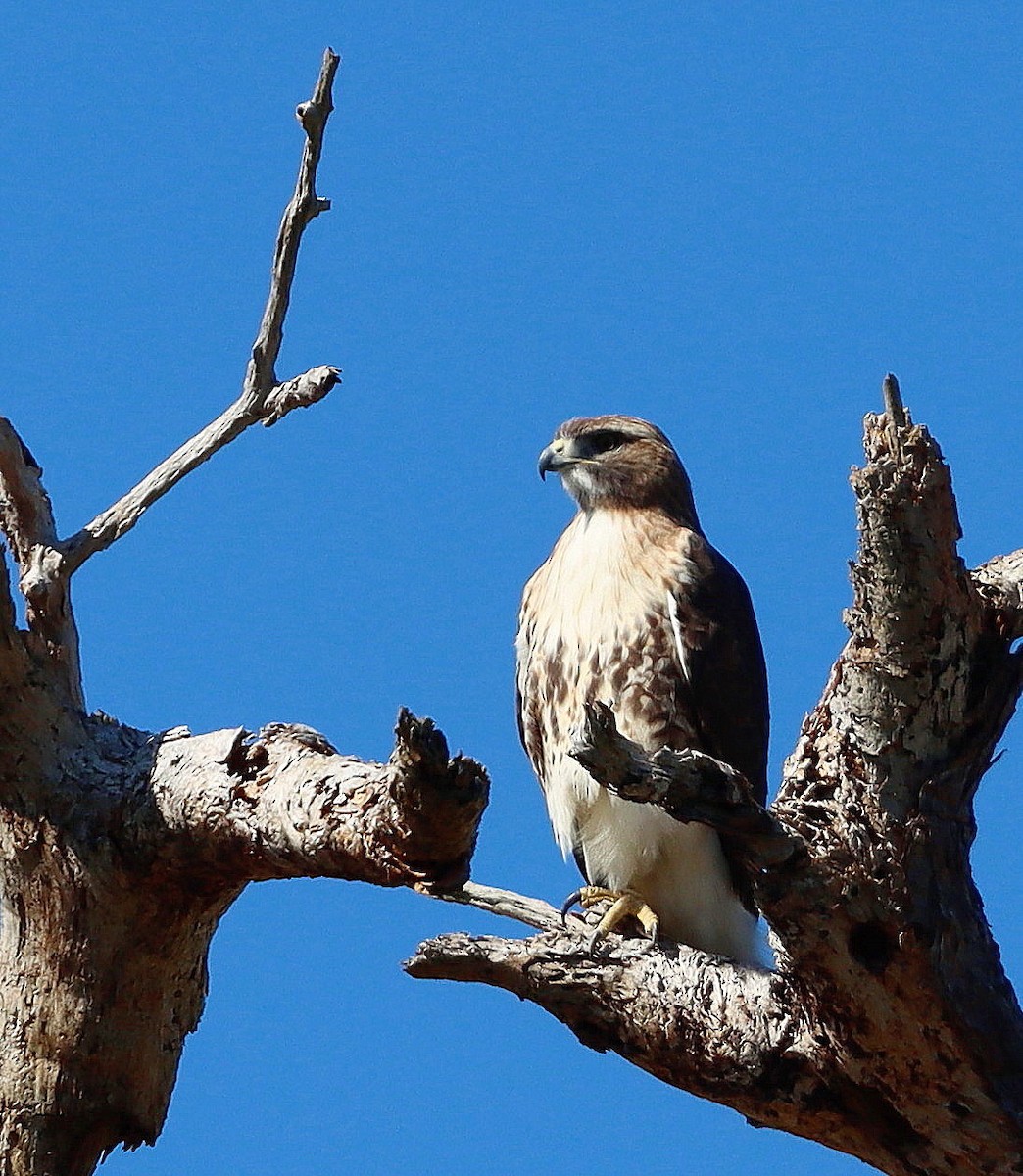 Red-tailed Hawk - ML525229791