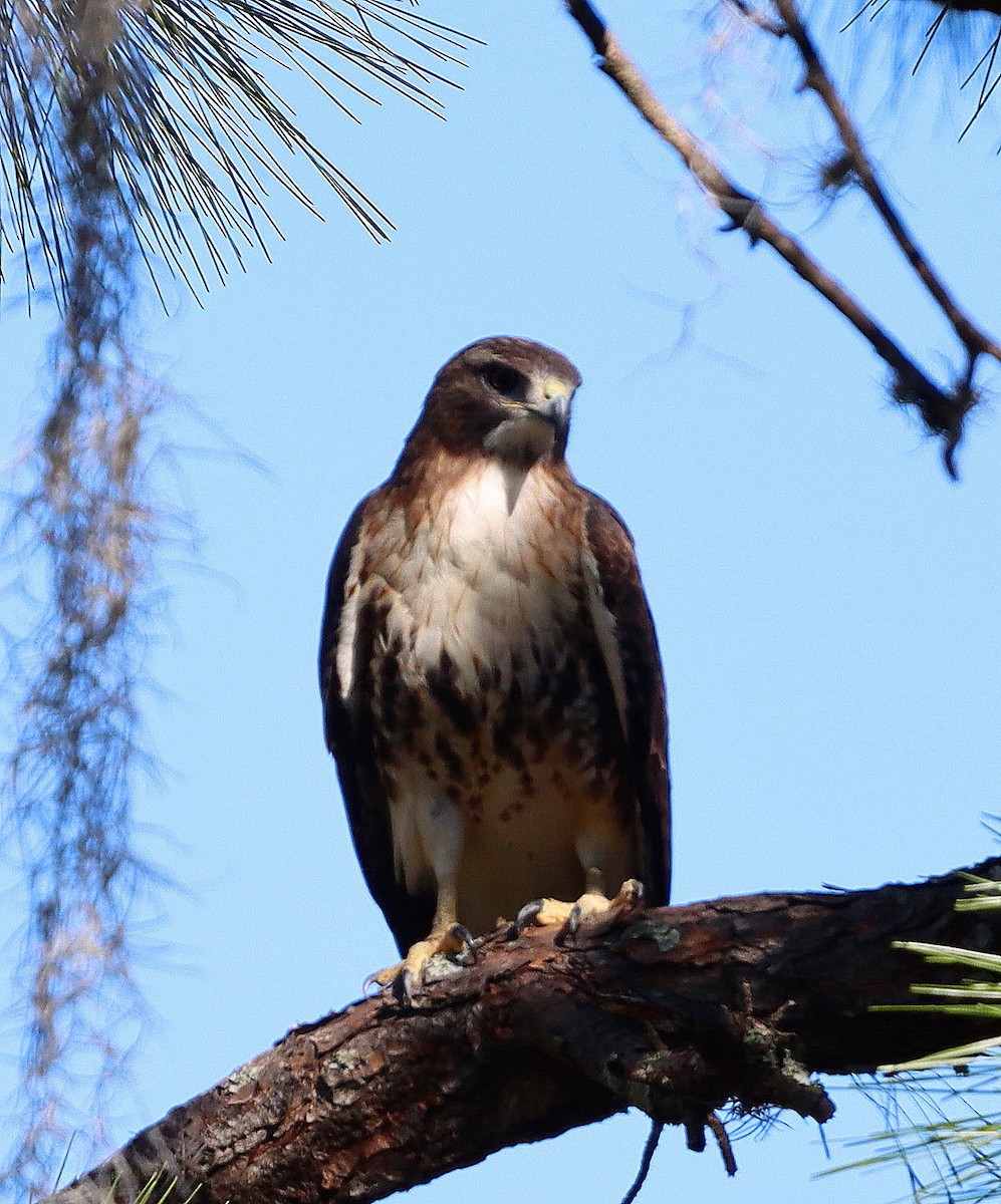 Red-tailed Hawk - ML525229891
