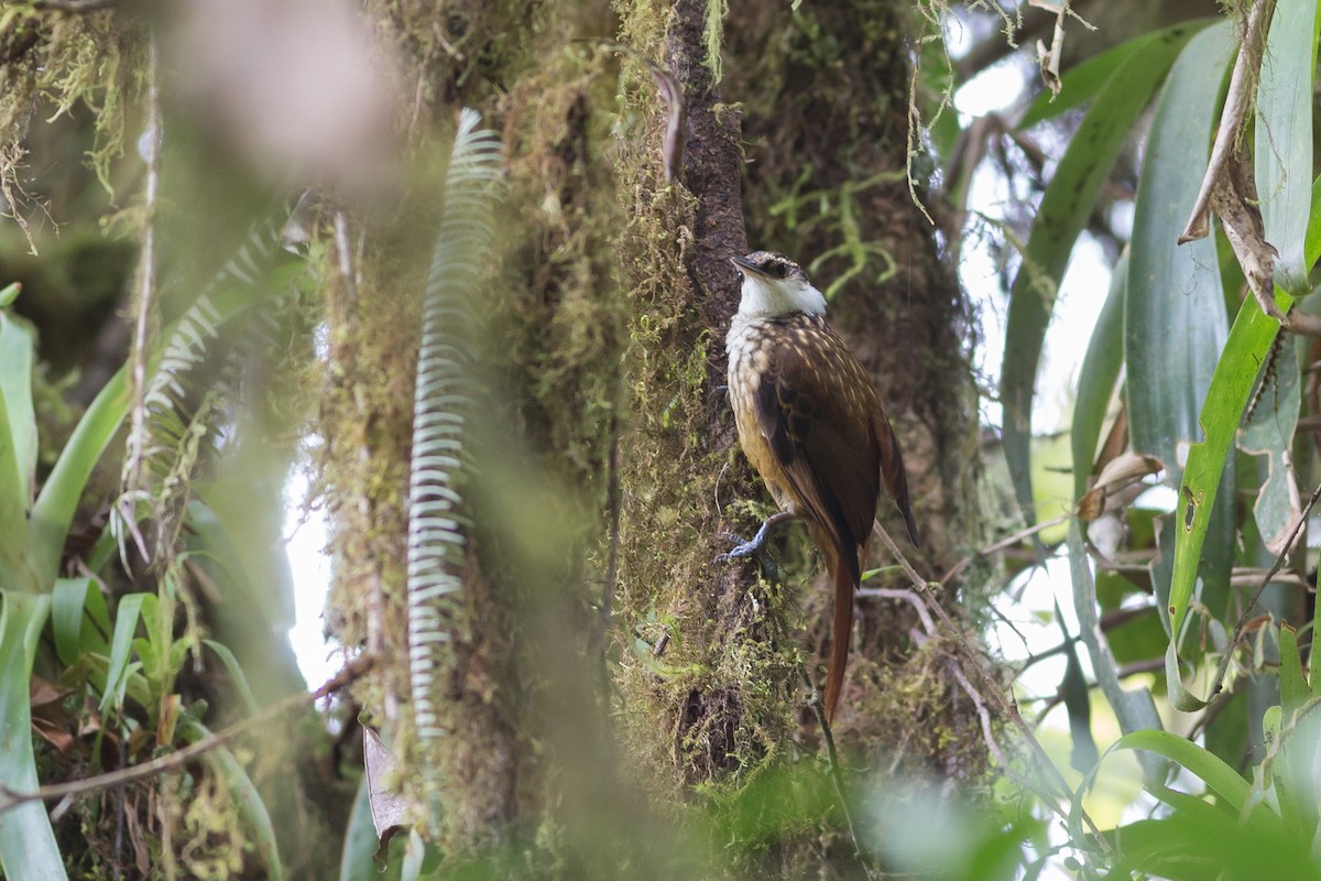 Trepamusgos Barbablanca Andino - ML52523041