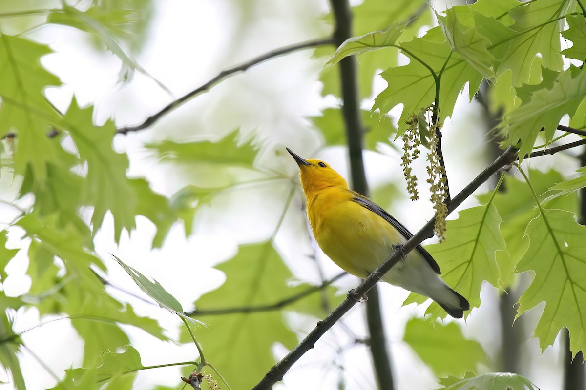 Prothonotary Warbler - ML525230841