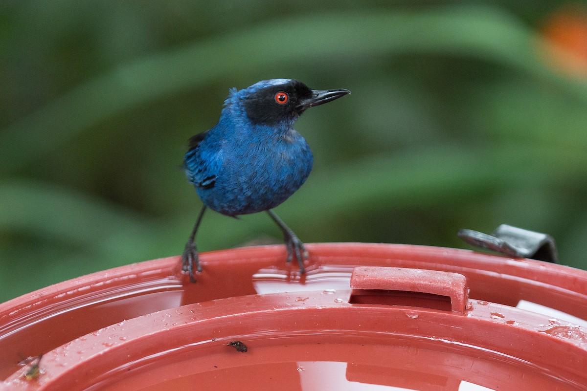 Masked Flowerpiercer - ML52523131