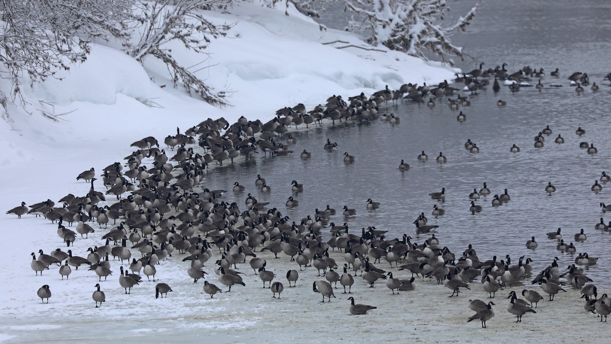 Canada Goose - Daniel Jauvin