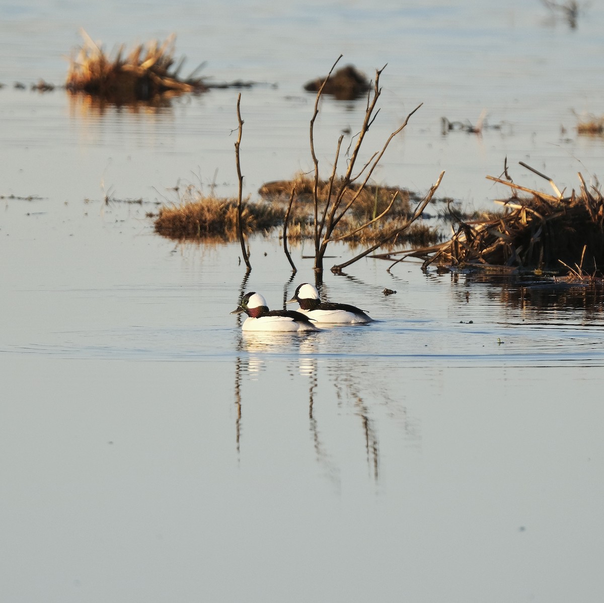 Bufflehead - ML525231661