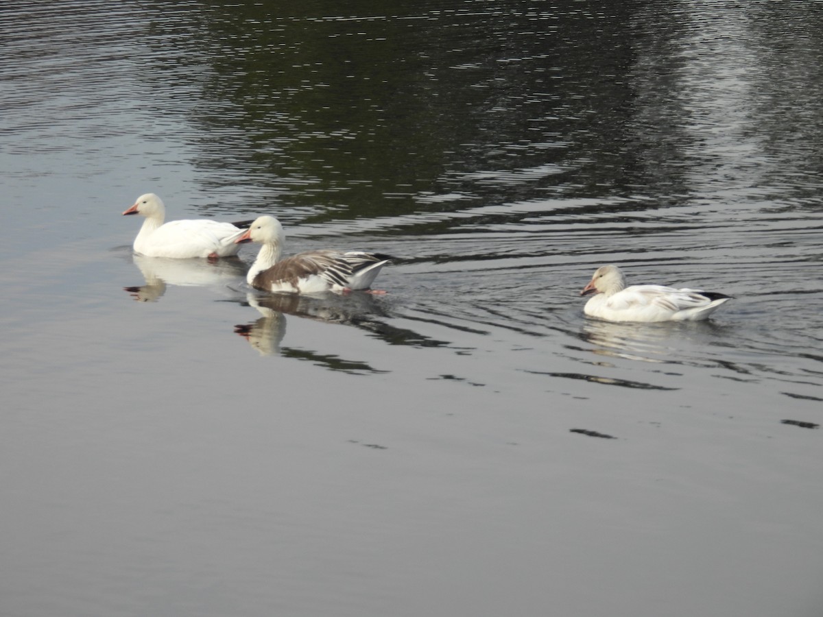 Snow Goose - ML525231931