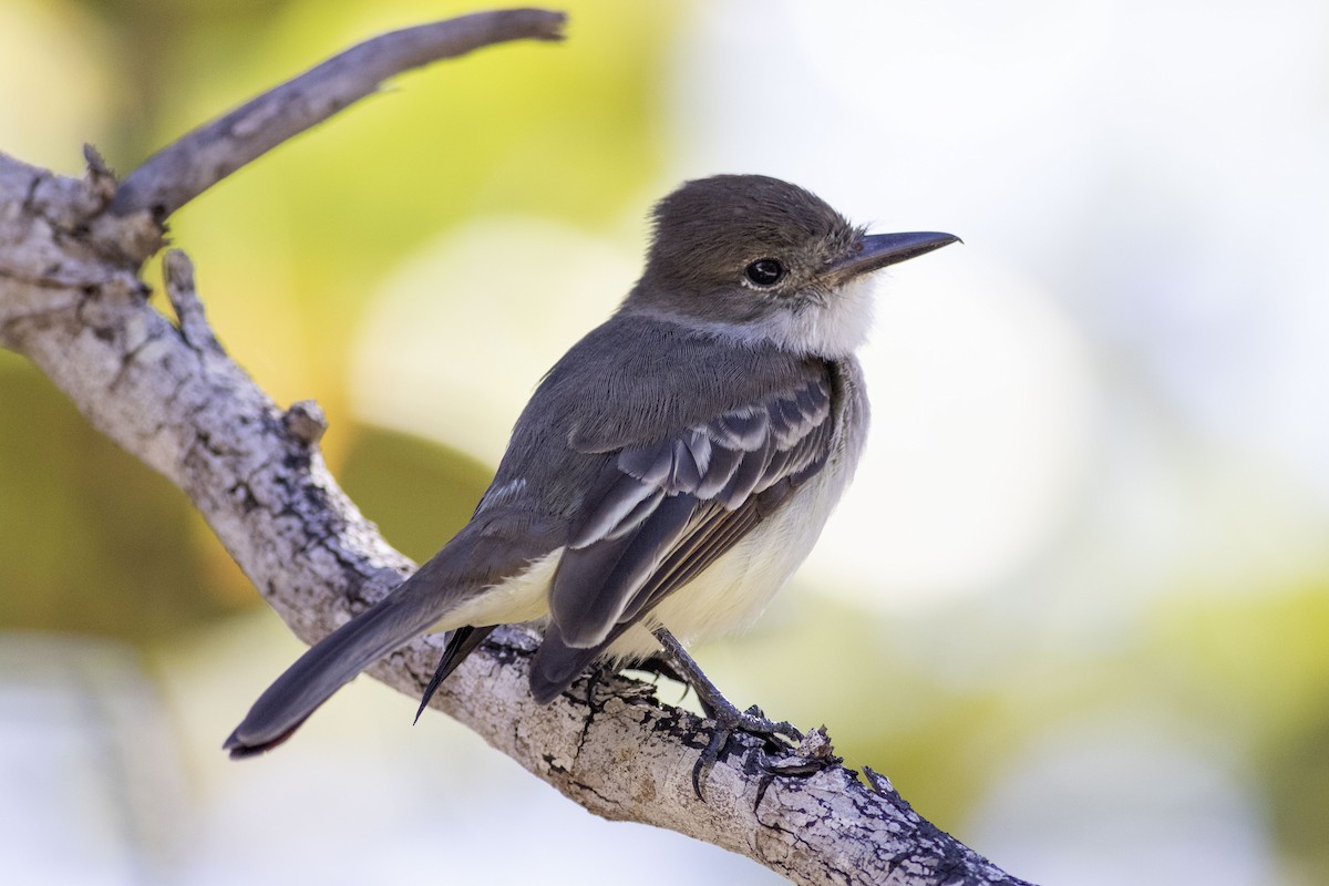 La Sagra's Flycatcher - ML525232441