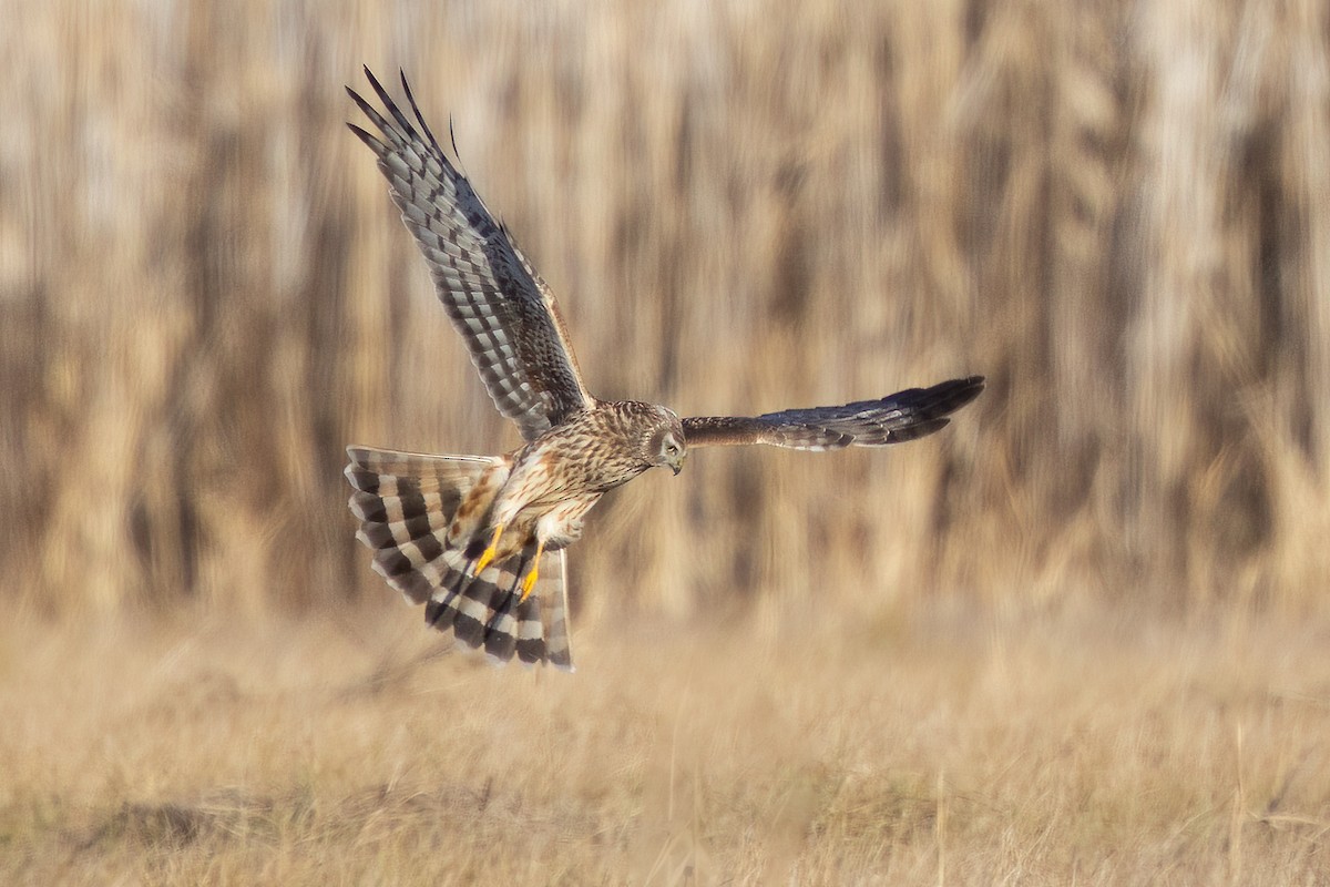 Hen Harrier - ML525233041