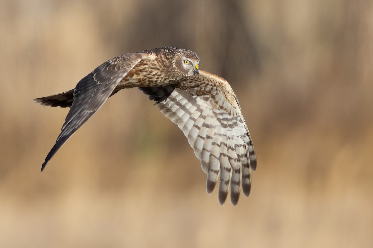 Hen Harrier - ML525233051