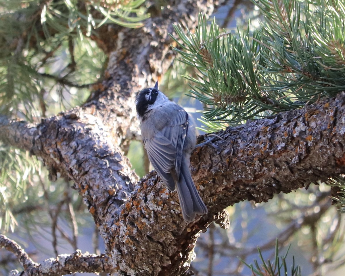 Mountain Chickadee - ML525233121