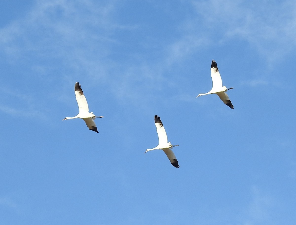 Whooping Crane - John Terry