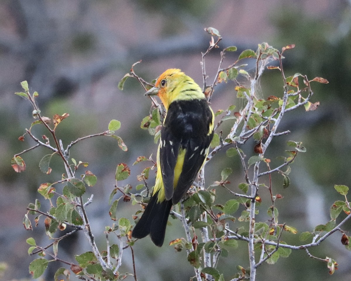 Western Tanager - Frank Klotz