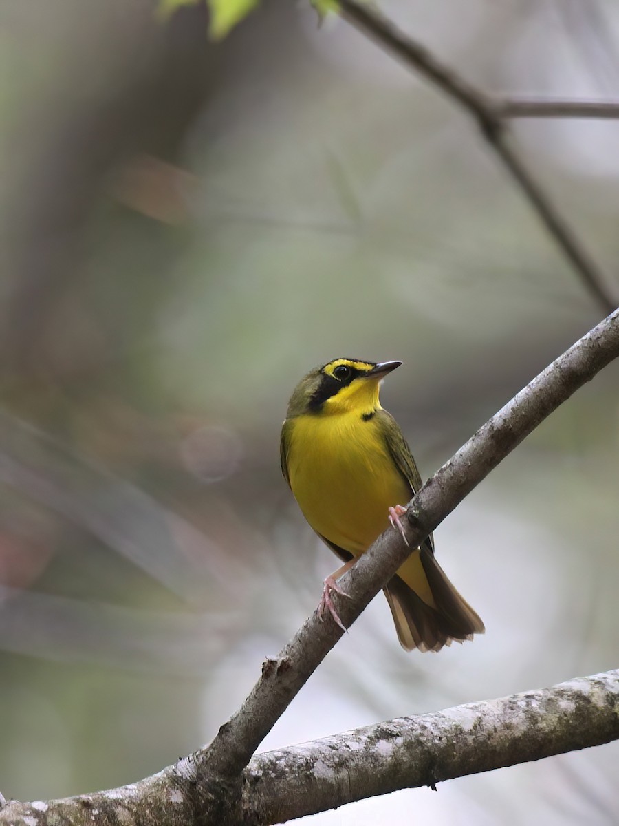 Kentucky Warbler - David Lang