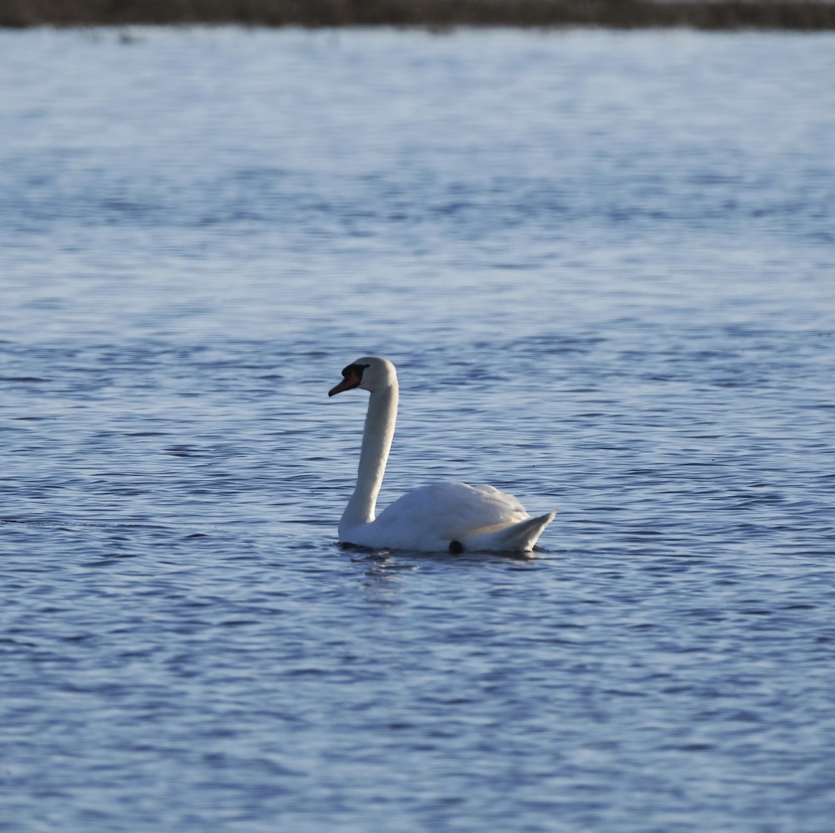 Mute Swan - ML525234381