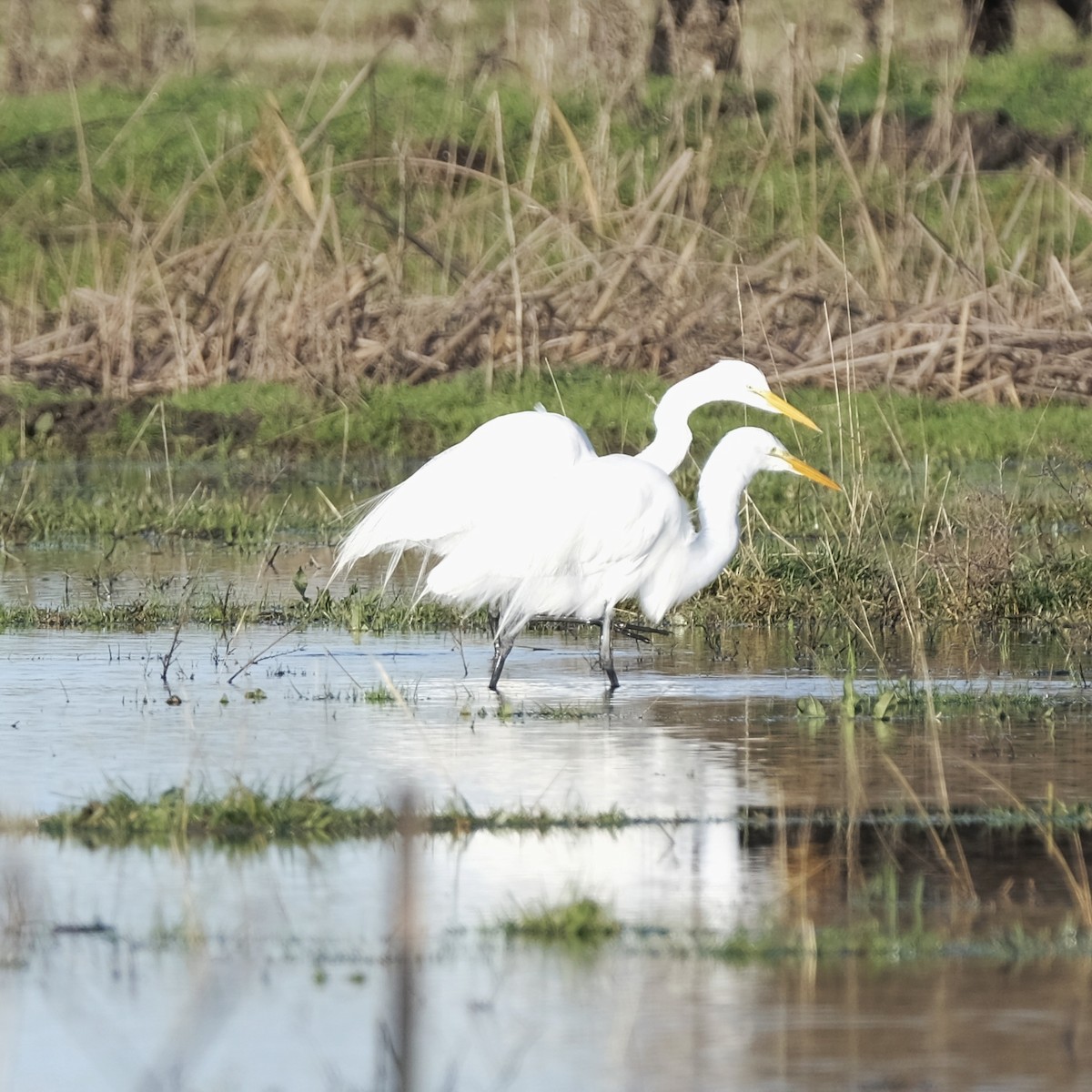 Great Egret - ML525234771