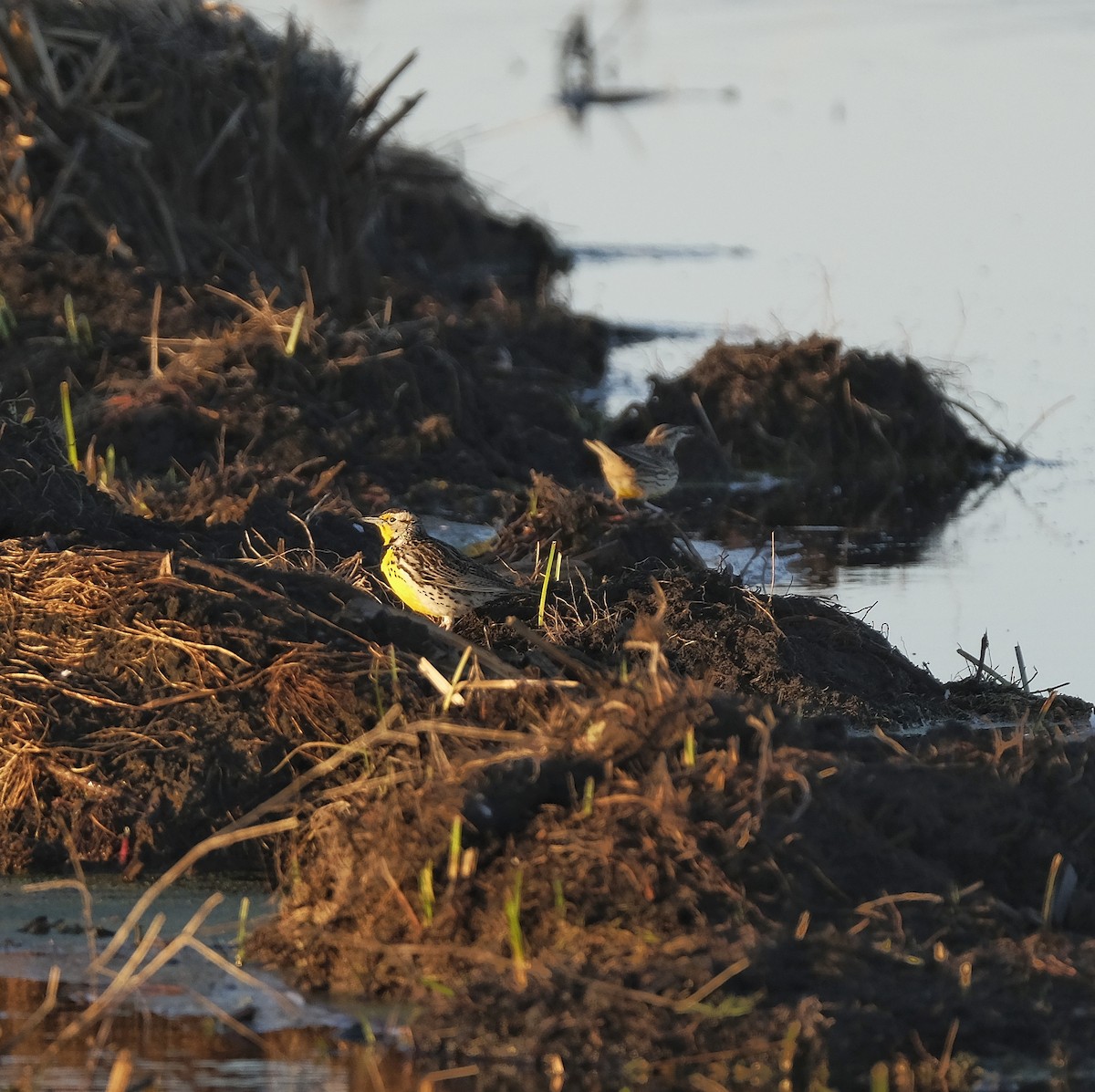 Western Meadowlark - ML525234851