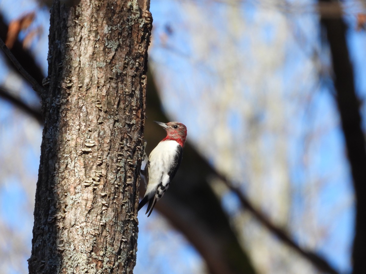 Red-headed Woodpecker - ML525235131