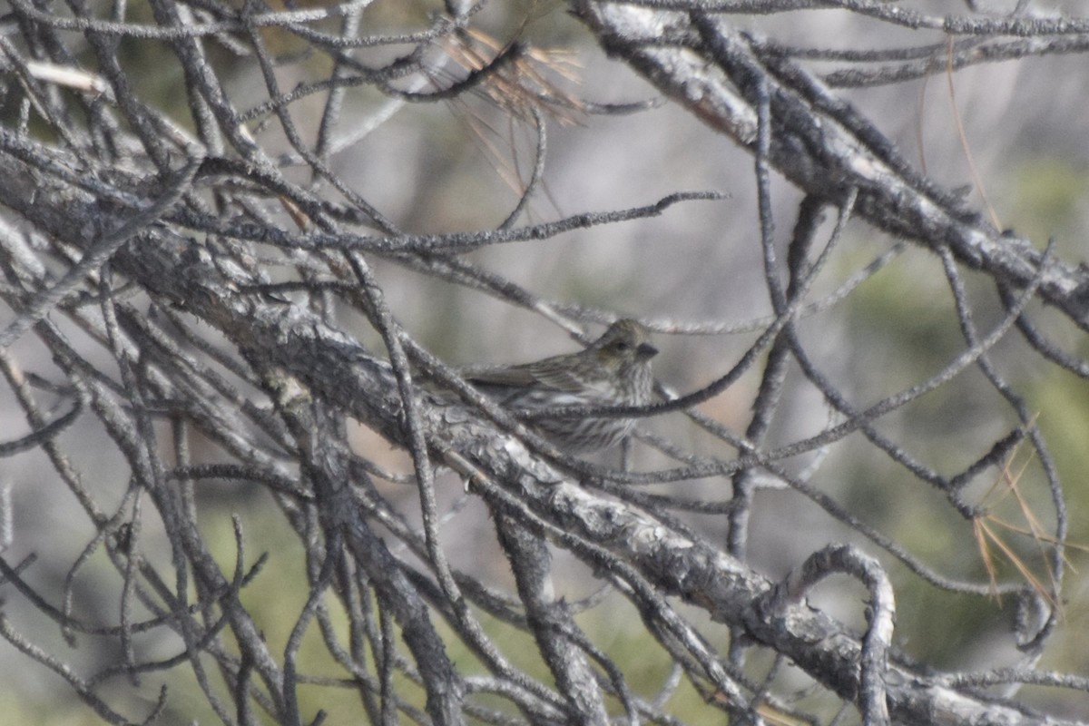 Cassin's Finch - ML525235411