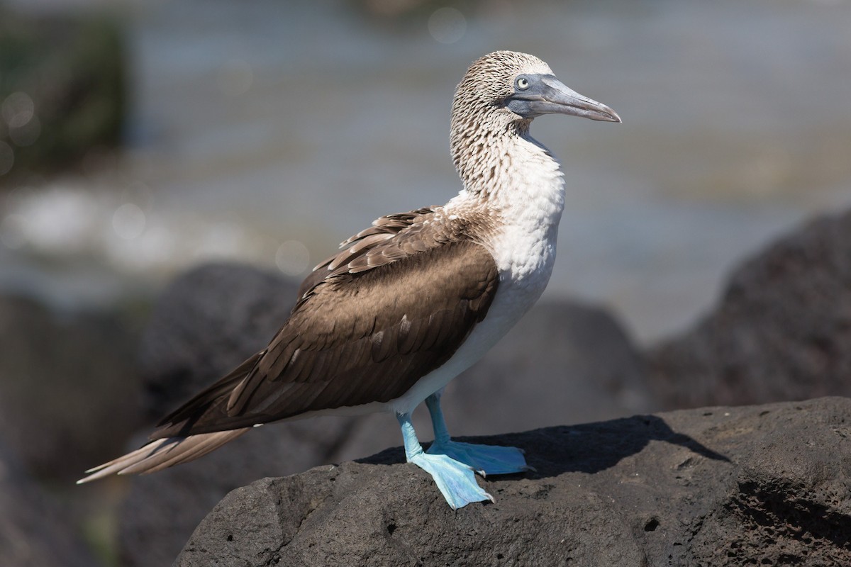 Blue-footed Booby - Darren Clark