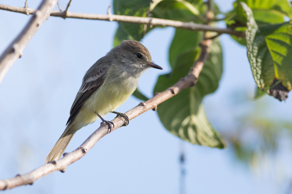 Galapagos Flycatcher - ML52523731