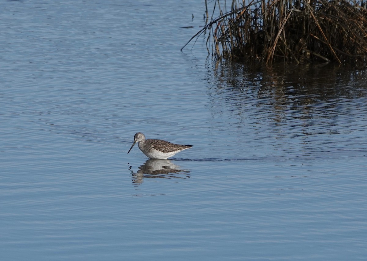 Greater Yellowlegs - Larry Bausher