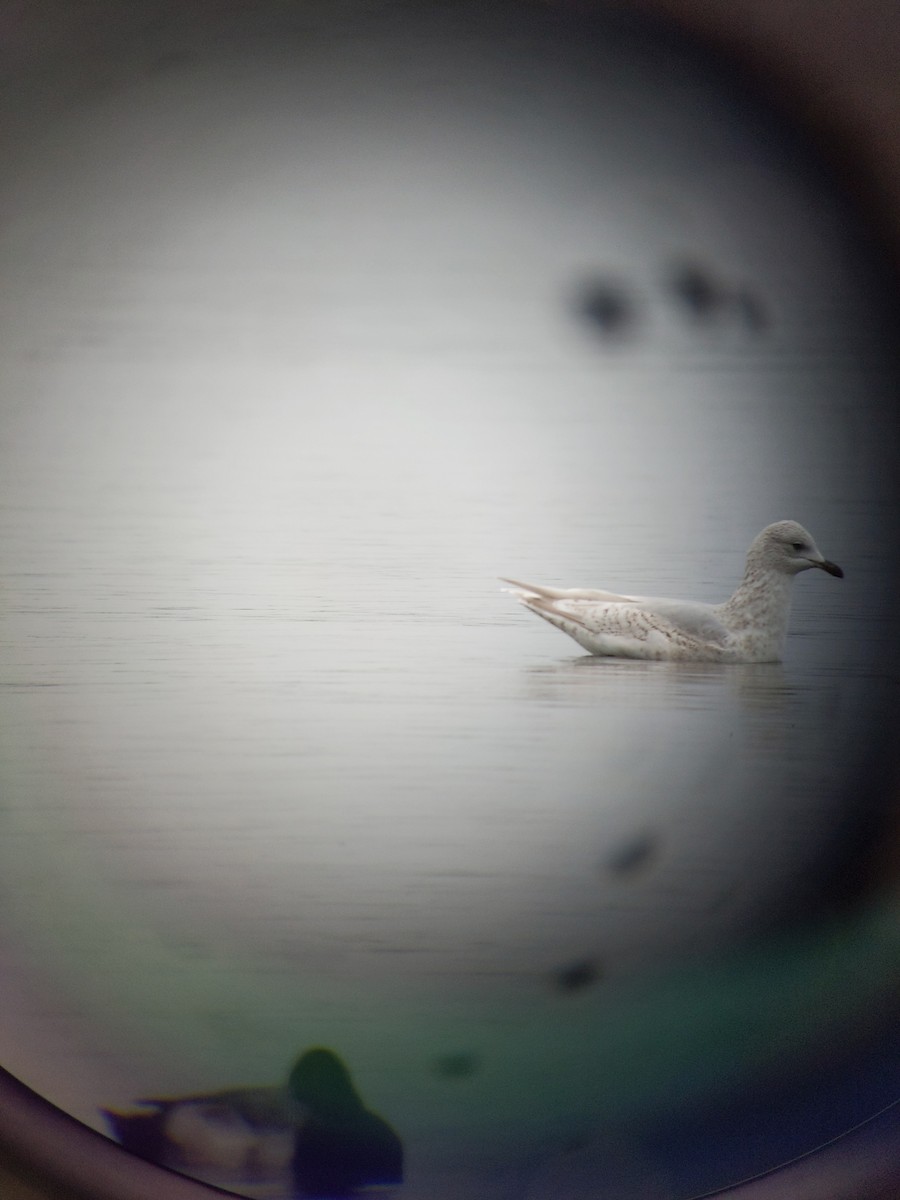 Iceland Gull - ML525238781