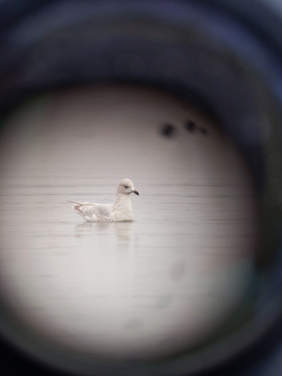 Iceland Gull - ML525238791