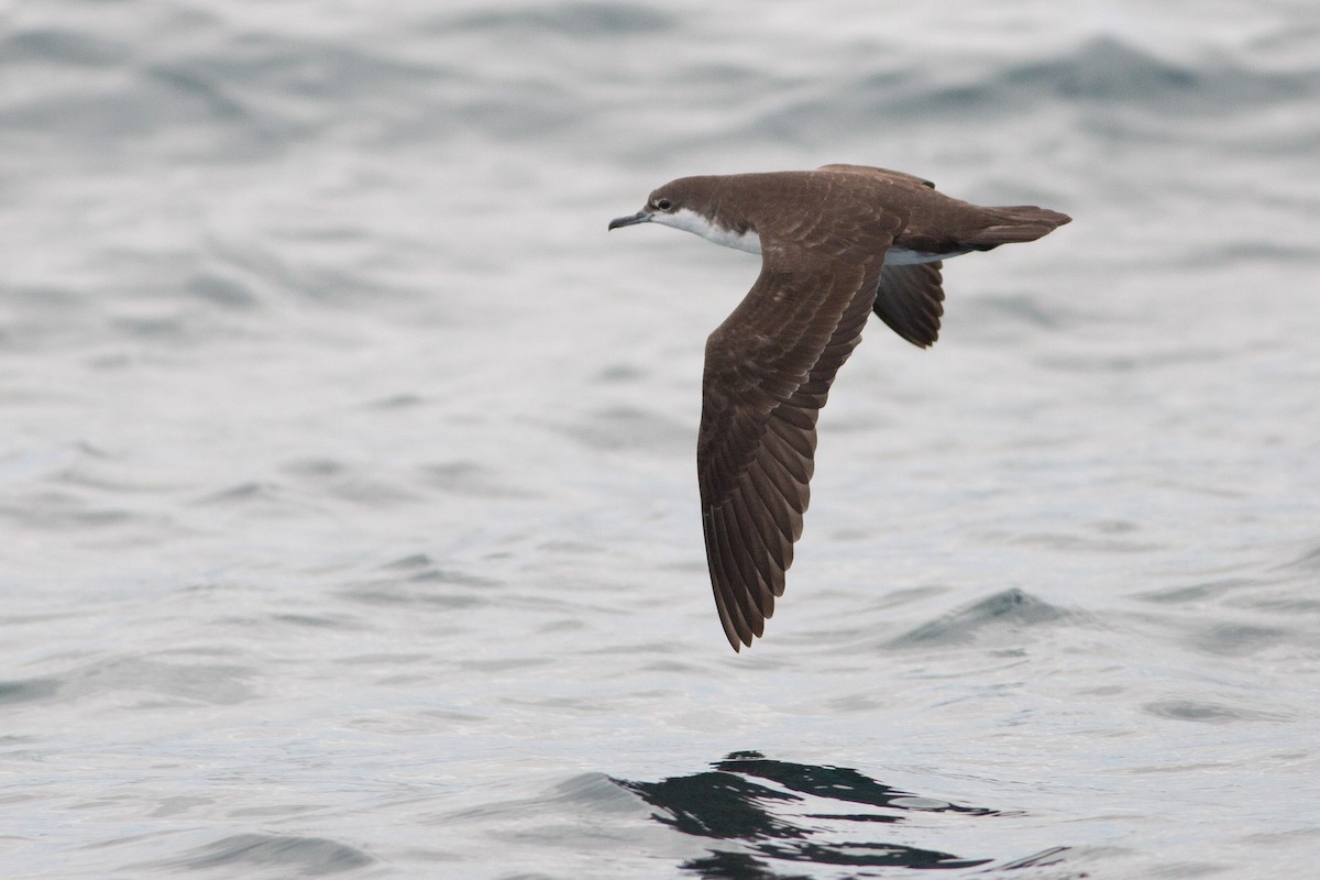 Galapagos Shearwater - ML52523881