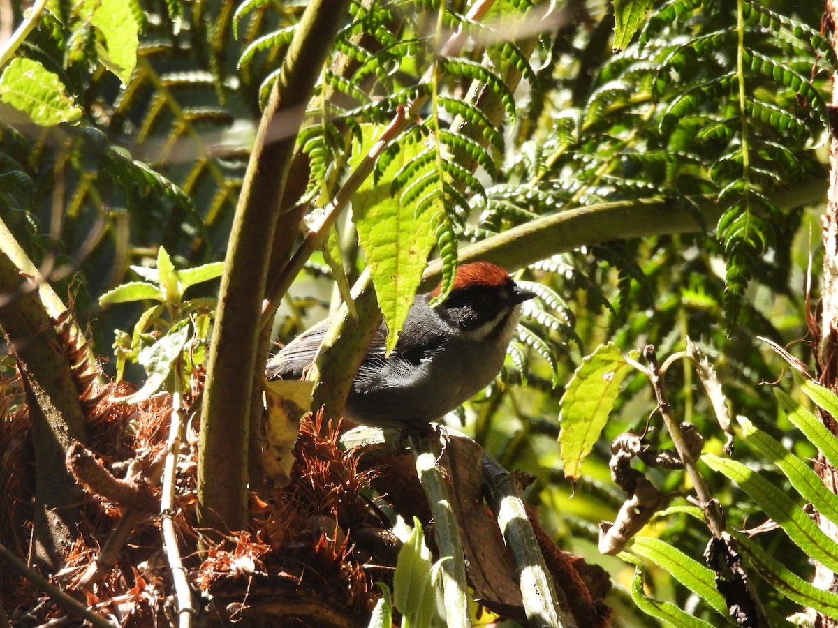 Atlapetes Pizarroso (grupo schistaceus) - ML525239381