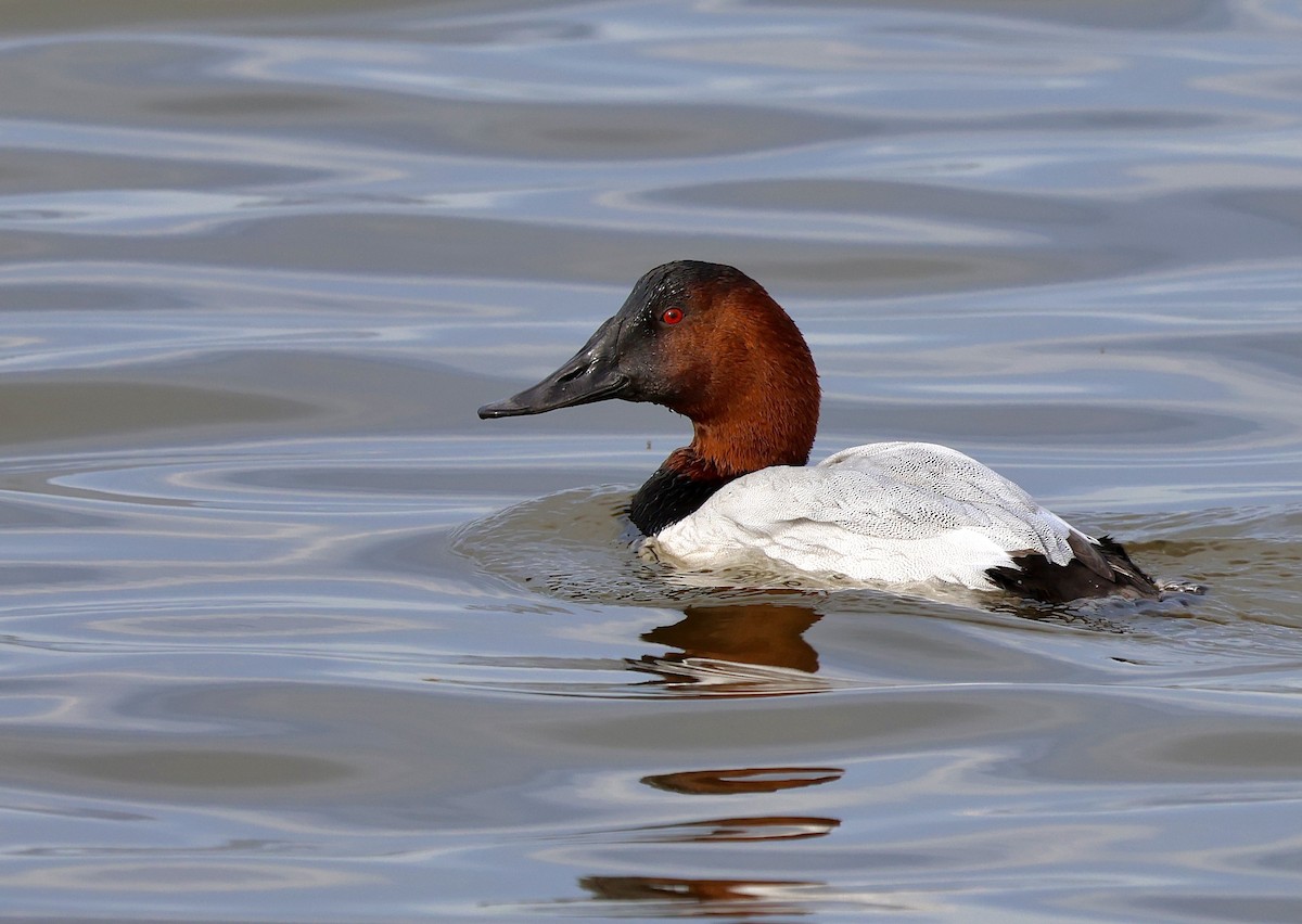 Canvasback - ML525241861